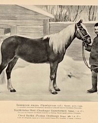 Башкирская лошадь_1